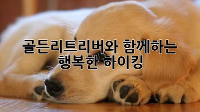 골든리트리버와 함께하는 행복한 하이킹